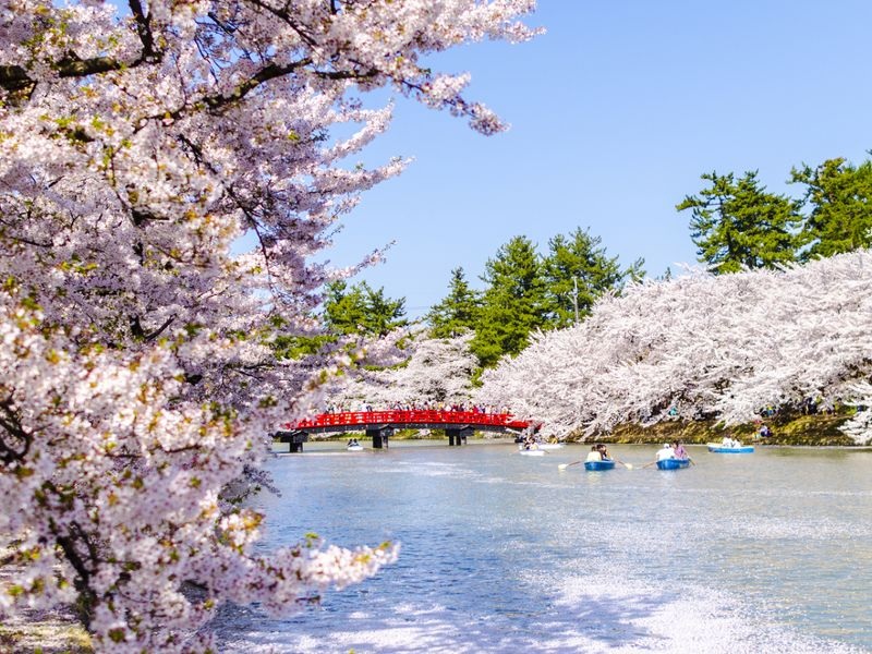 When Is the Best Cherry Blossom Tours – A Brief Guide