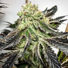 Solfire Gardens Seeds – List Of Some Popular Seeds!